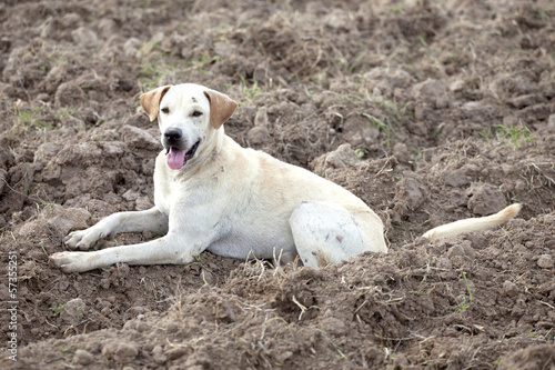 White Thai dog in the field, Thailand.
