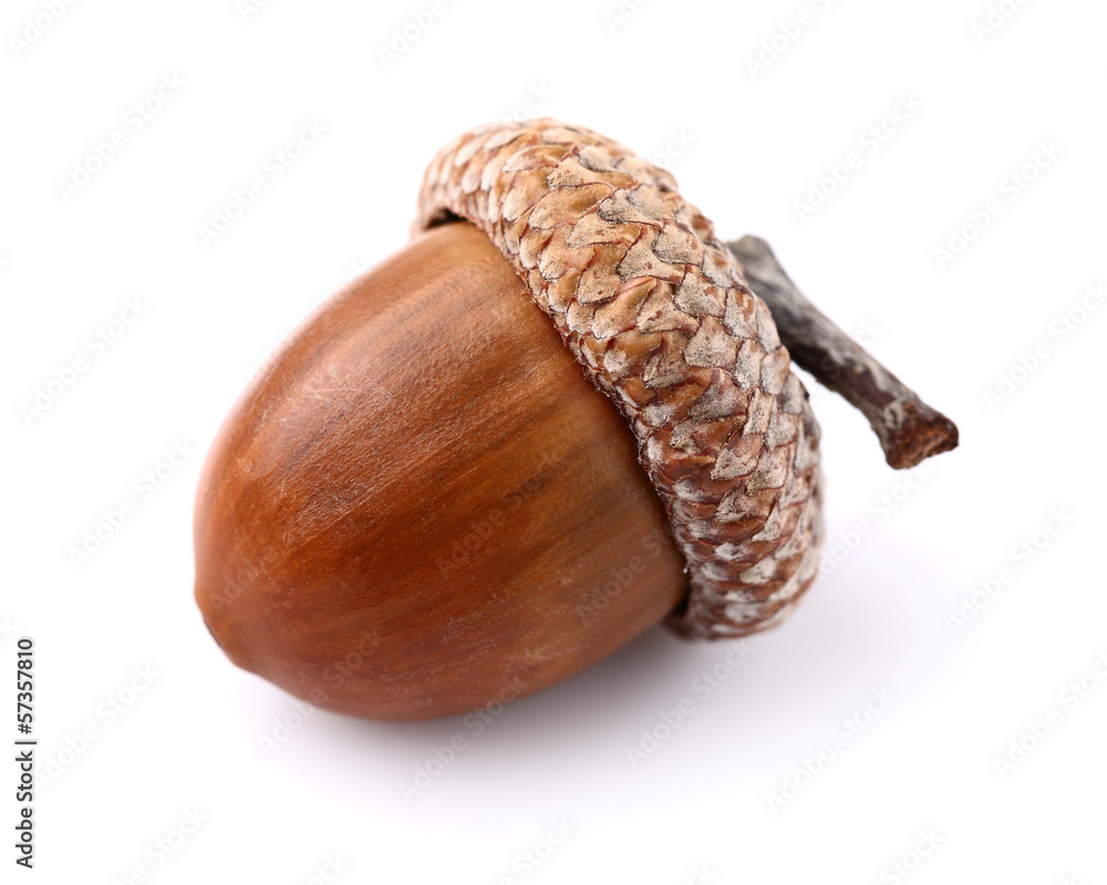 One acorn Stock-Foto | Adobe Stock