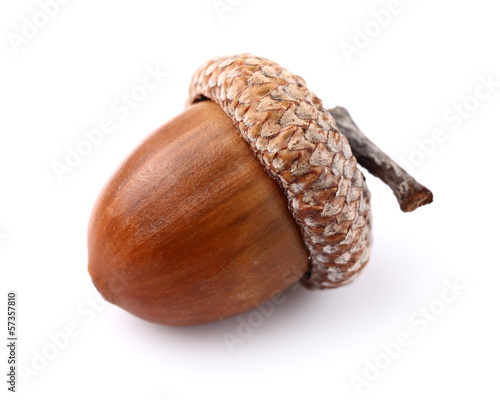 One acorn photo
