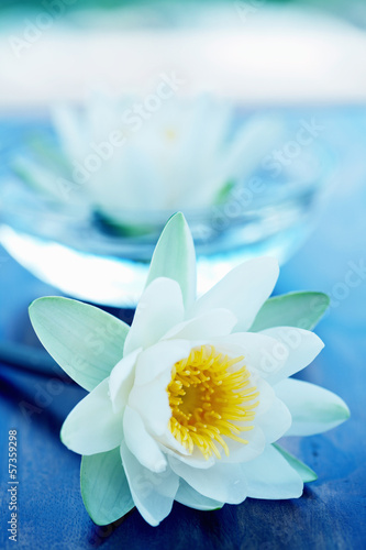 white lotus flower