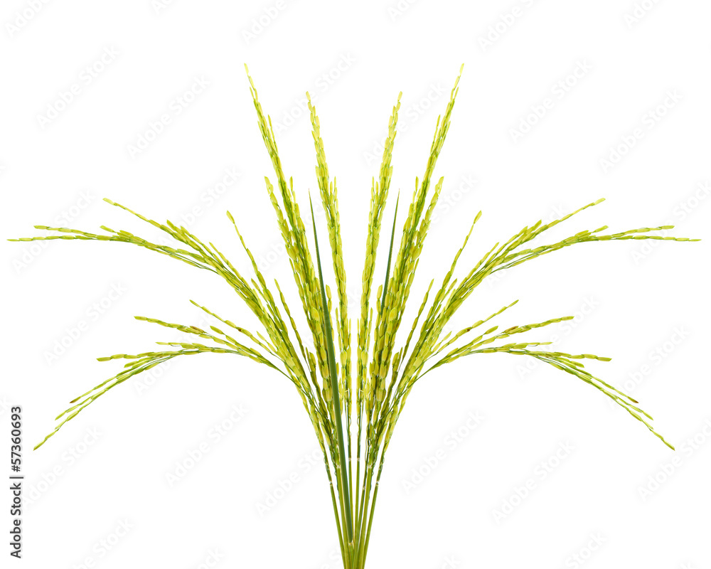 Fototapeta premium Growing rice on white background