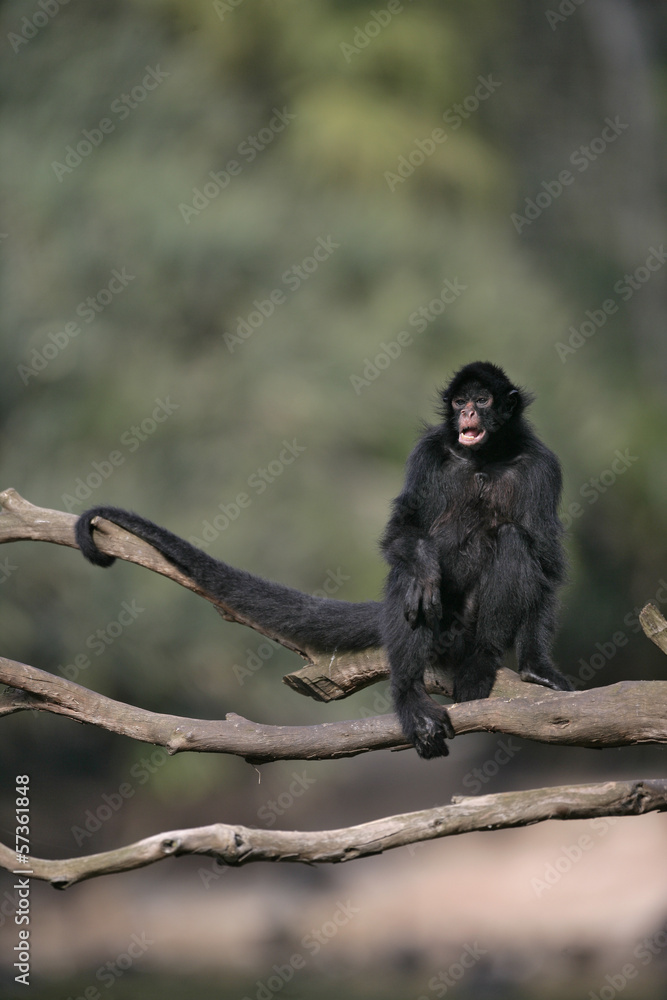 Obraz premium Black-faced spider monkey, Ateles chamek