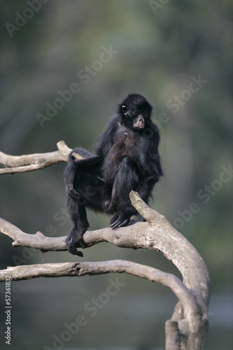 Black-faced spider monkey, Ateles chamek