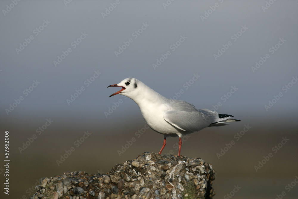 Black-headed gull, Larus ridibundus Black-headed gull, Larus ridibundus