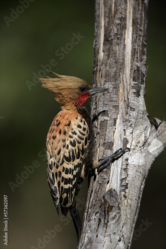 Blond-crested woodpecker, Colaptes flavescens