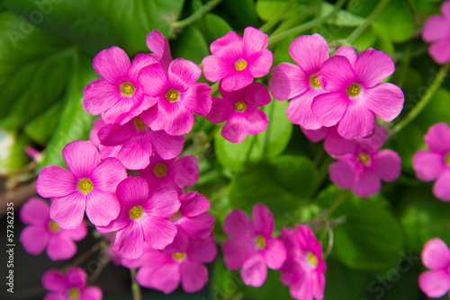 geranium flowers