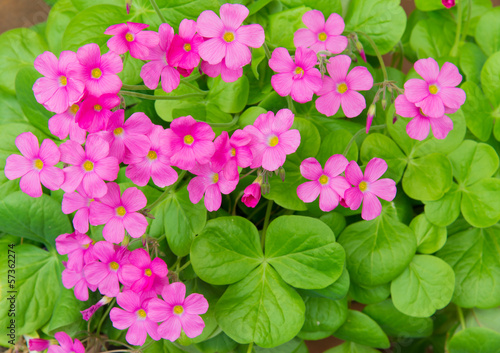 Fototapeta Naklejka Na Ścianę i Meble -  geranium flowers