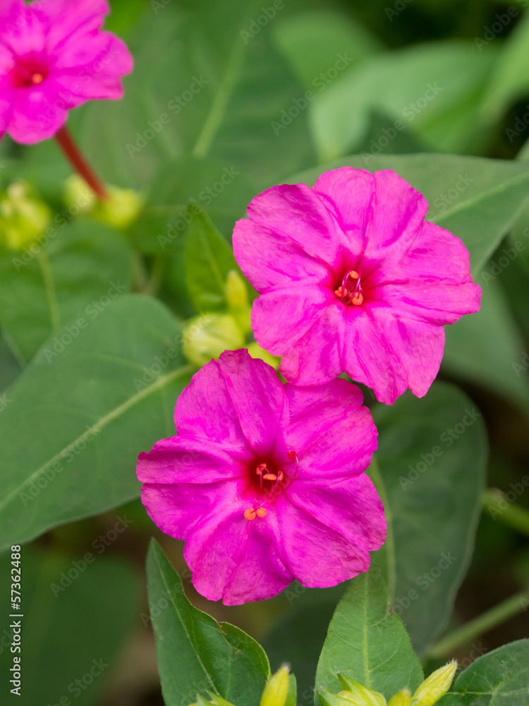 flowers of four-o'clock