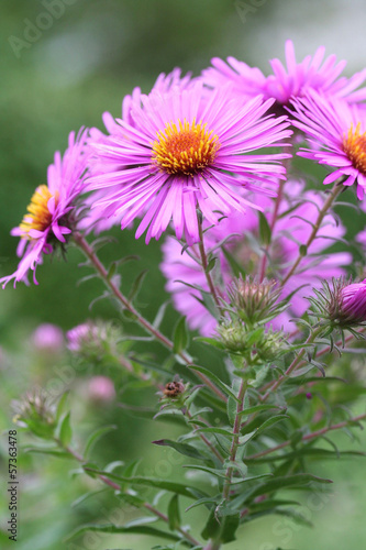 fiori rosa_ Aster Frikartii