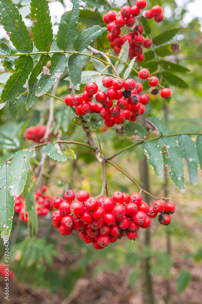 Transitory beauty of rowan berries in autumn