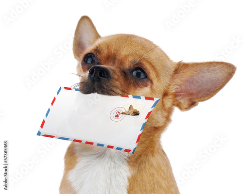 Red chihuahua dog with post envelope isolated on white backgroun