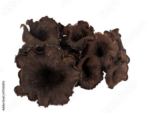 Black chanterelle mushroom, isolated - aka Horn of plenty, trump photo