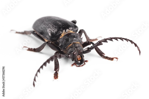 Longhorn beetle, Tanner, Sawyer (Prionus coriarius) © Mirek Kijewski
