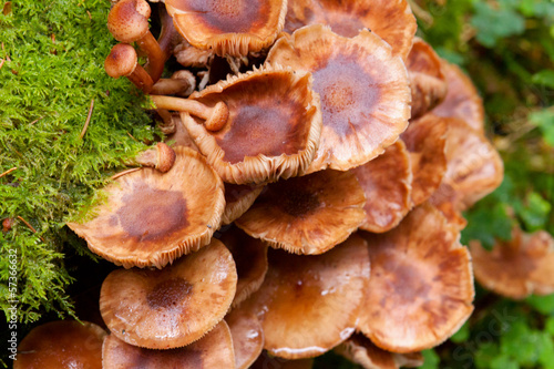 Mushrooms on a tree stump. 