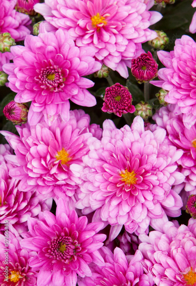 Pink chrysanthemums. 