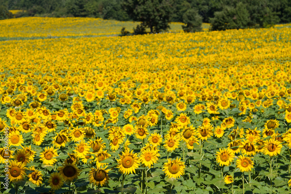 Sunflower Sunflower