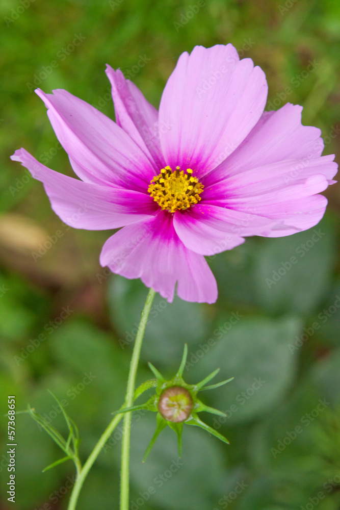 Obraz premium Cosmos flower.
