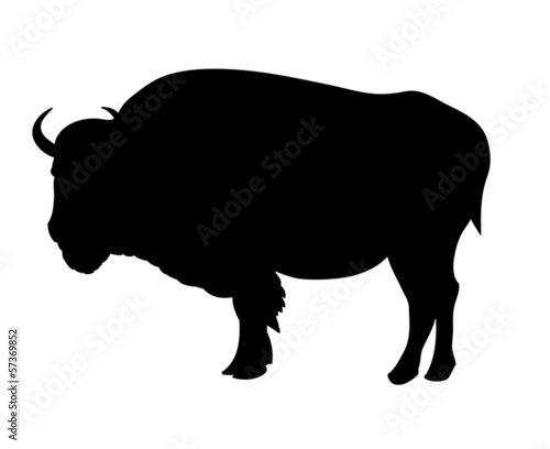 Bison vector illustration