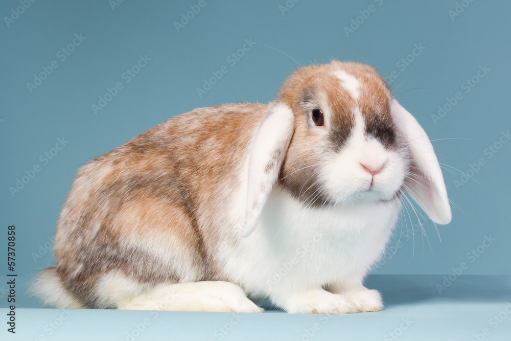 Mini-lop rabbit on a blue background