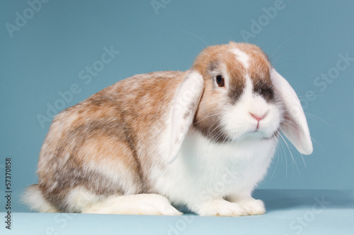 Mini-lop rabbit on a blue background