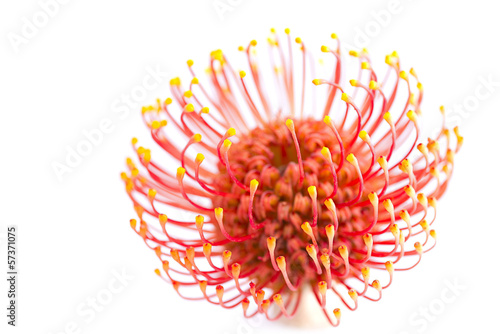 Fototapeta Naklejka Na Ścianę i Meble -  Vivid flower of leucospermum