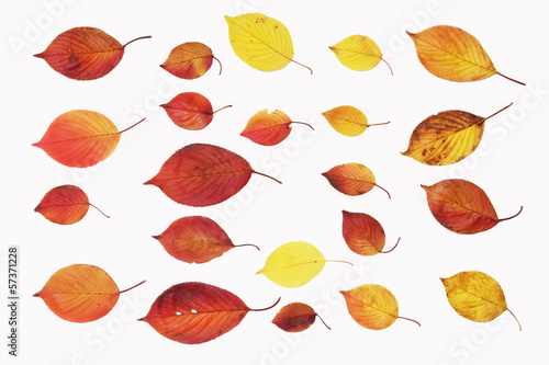 白背景の落ち葉の表面の素材