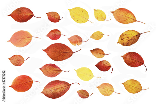 白背景の落ち葉の裏面の素材