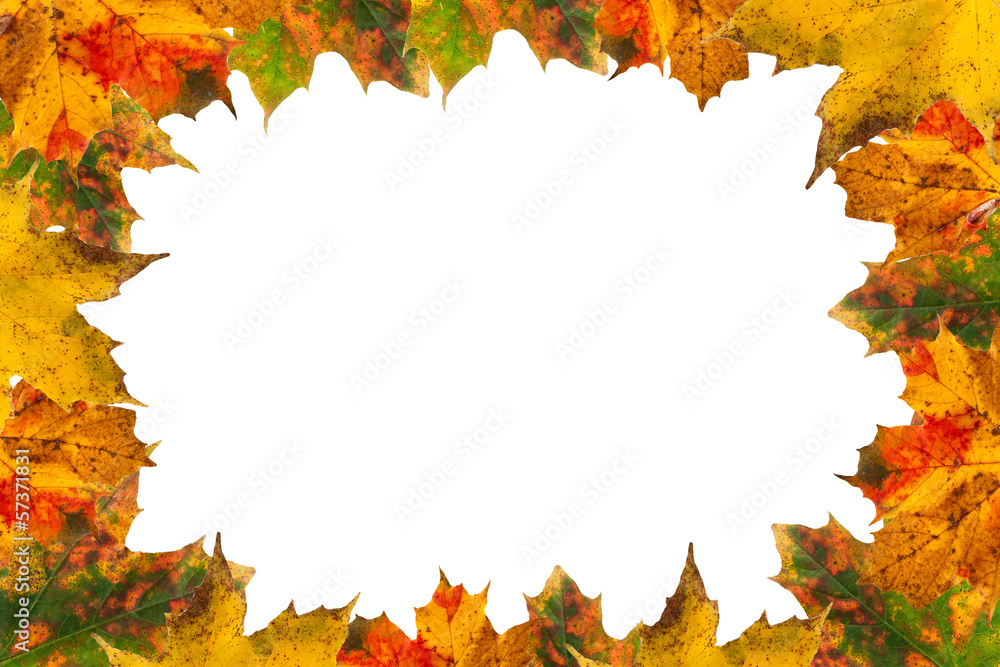 autumn leaves on a white background autumn leaves on a white background