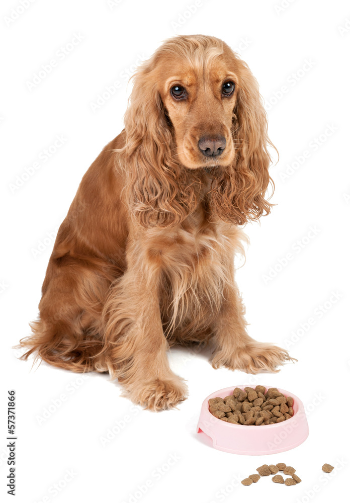 Nice dog with pink bowl