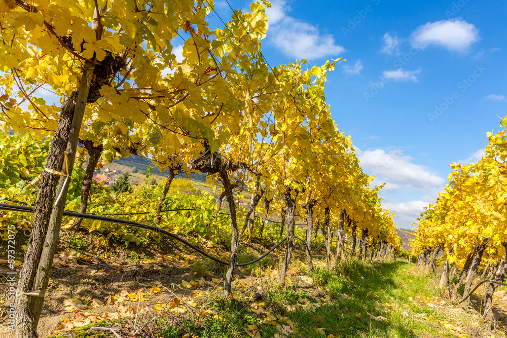 Naklejka premium Weingarten zur Herbstzeit, Kamptal, Österreich