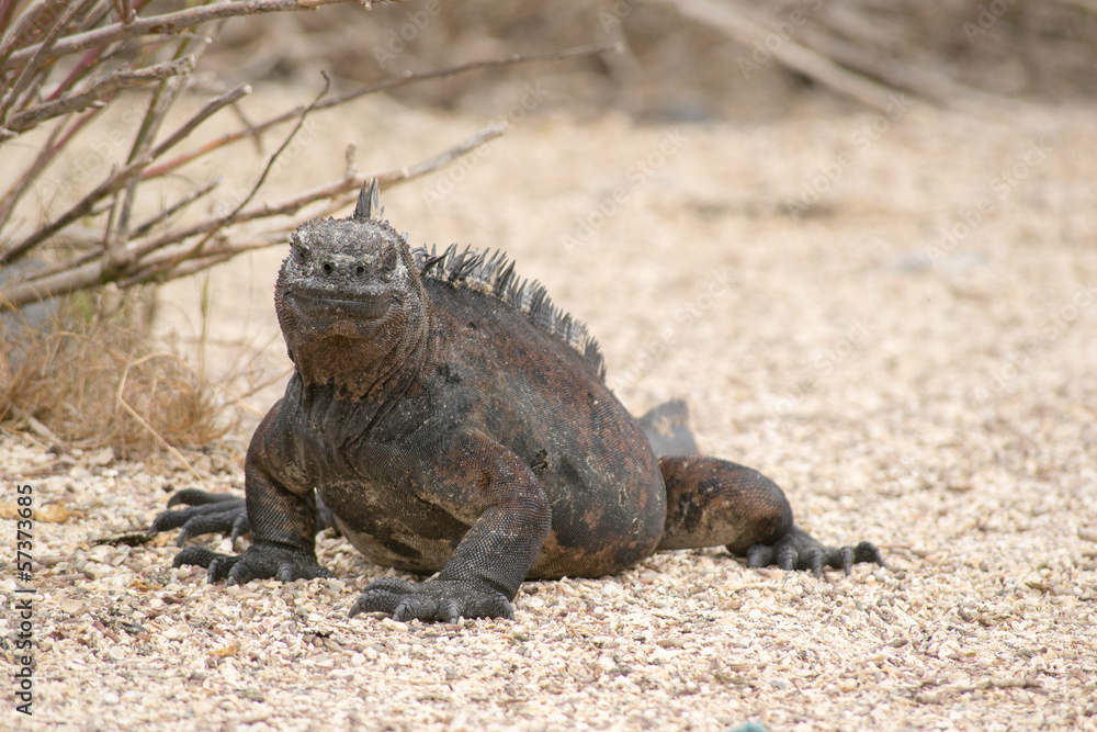Marine iguana, Galapagos Islands, Ecuador Marine iguana, Galapagos Islands, Ecuador