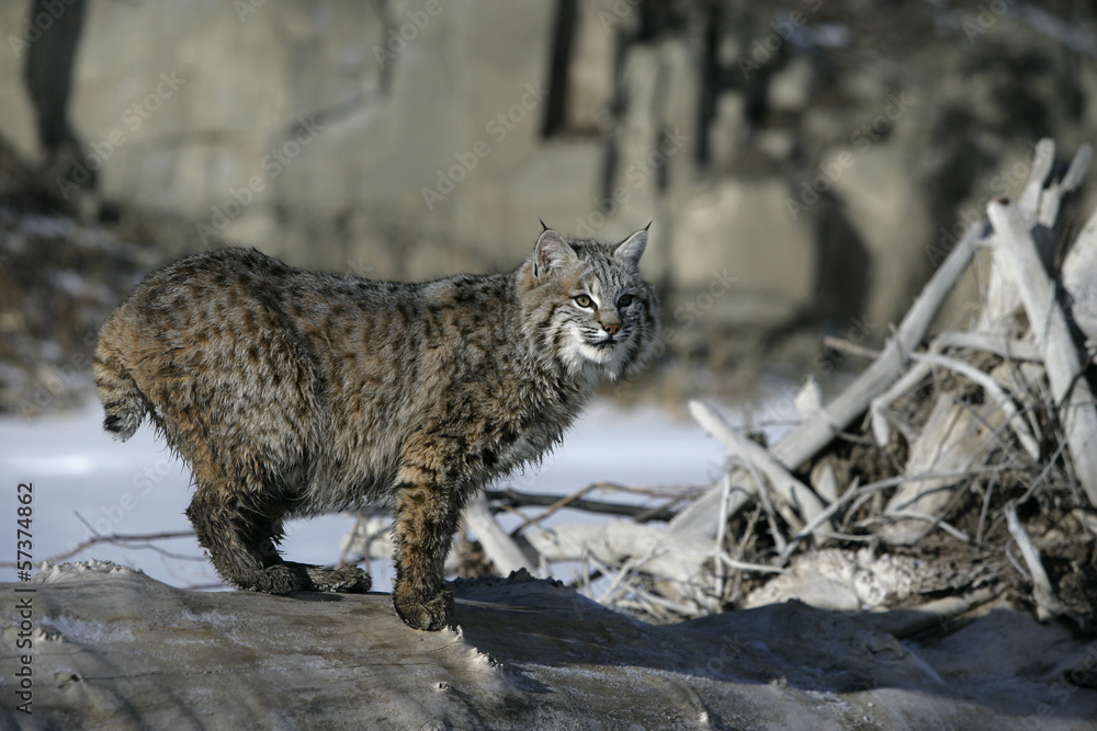 Bobcat (blue) Bobcat (blue)