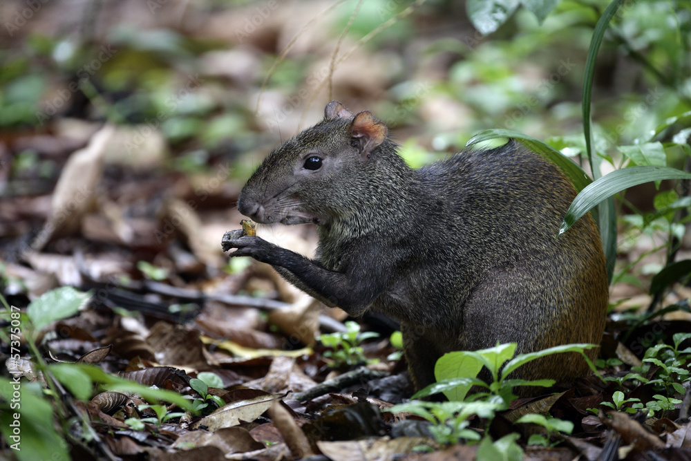 Brazilian agouti, Dasyprocta leporina Brazilian agouti, Dasyprocta leporina