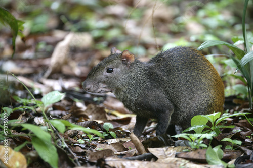Photos Brazilian agouti, Dasyprocta leporina