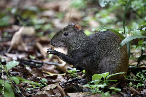 Canvas-taulu Brazilian agouti, Dasyprocta leporina