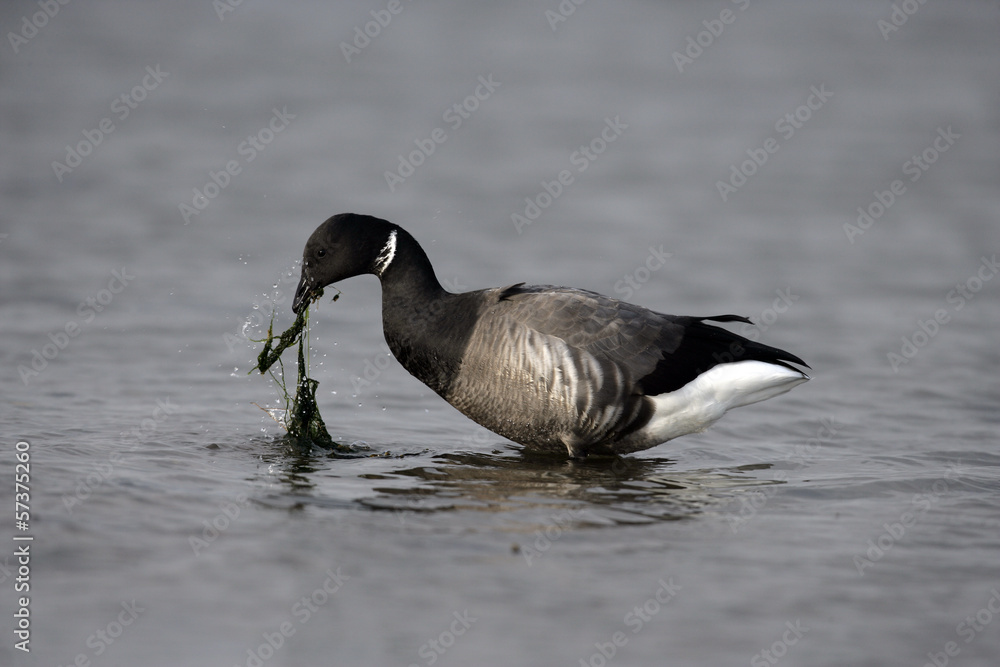 Fototapeta premium Brent goose, dark-bellied, Branta bernicla