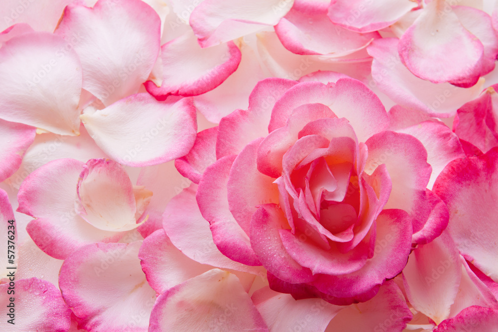 Pink rose petals and rose . Pink rose petals and rose .
