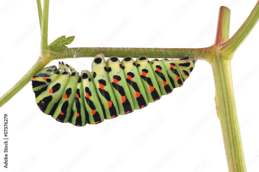 Obraz premium Old World Swallowtail (Papilio machaon) butterfly, caterpillar