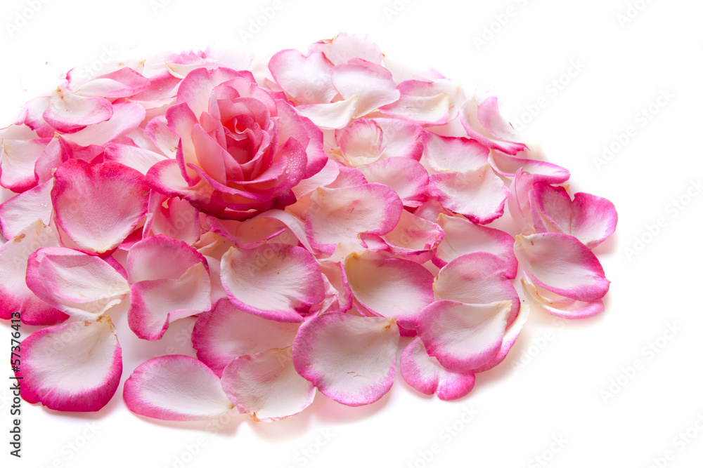 Fototapeta premium Pink rose petals and rose .