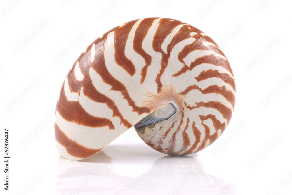 Nautilus shell Nautilus shell