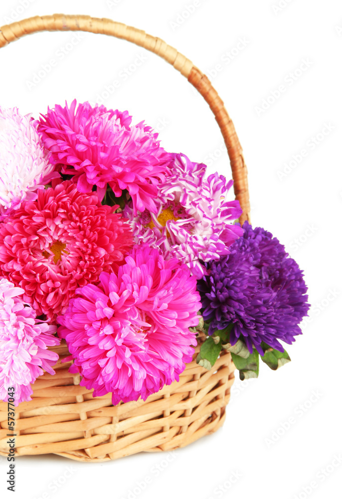Bright aster flowers in basket, isolated on white Bright aster flowers in basket, isolated on white