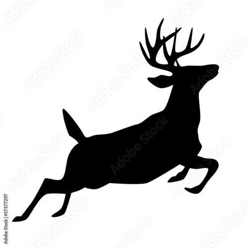 Hirsch