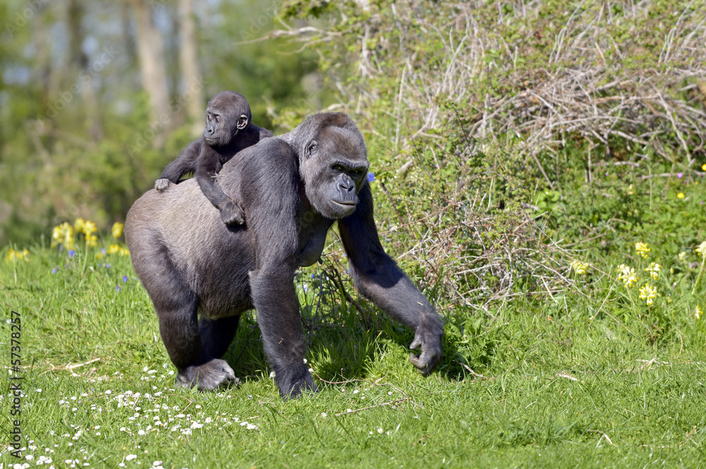 Fototapeta premium Gorille et son petit