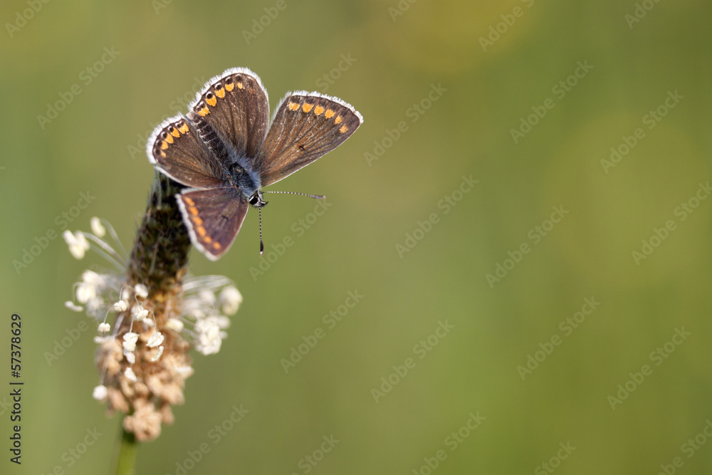Fototapeta premium Little butterfly and blurred background