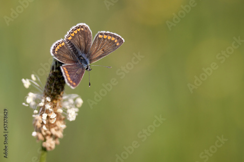 Little butterfly and blurred background
