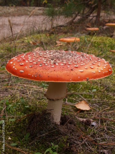 Fly-agaric in the autumn forest