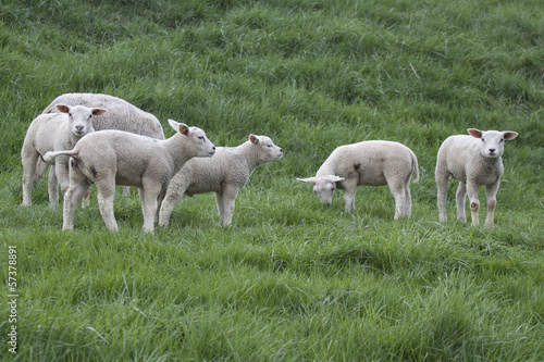 Five young lambs in the spring and a mother sheep