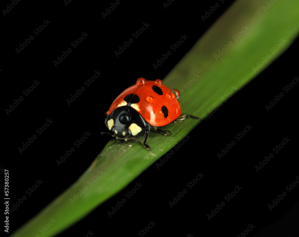 Beautiful ladybird on green grass, isolated on black Beautiful ladybird on green grass, isolated on black