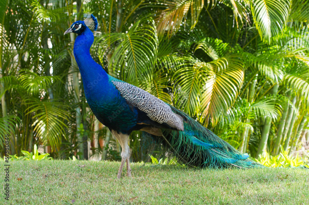 Obraz premium Peacock