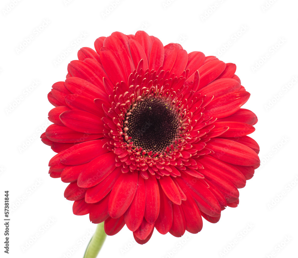 Gerbera flower isolated on white background Gerbera flower isolated on white background